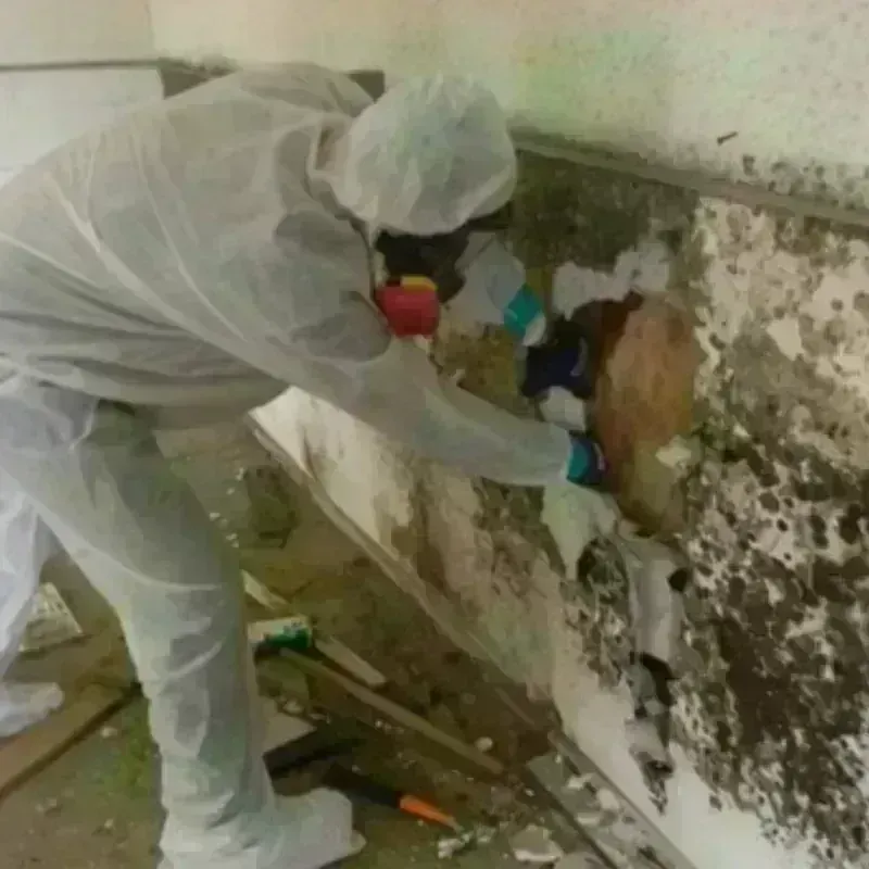 Mold Remediation and Removal in Monroe County, TN